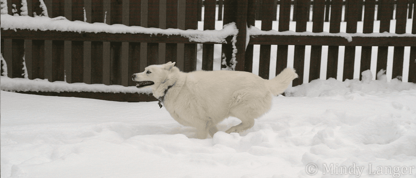 A white dog standing in the snow.