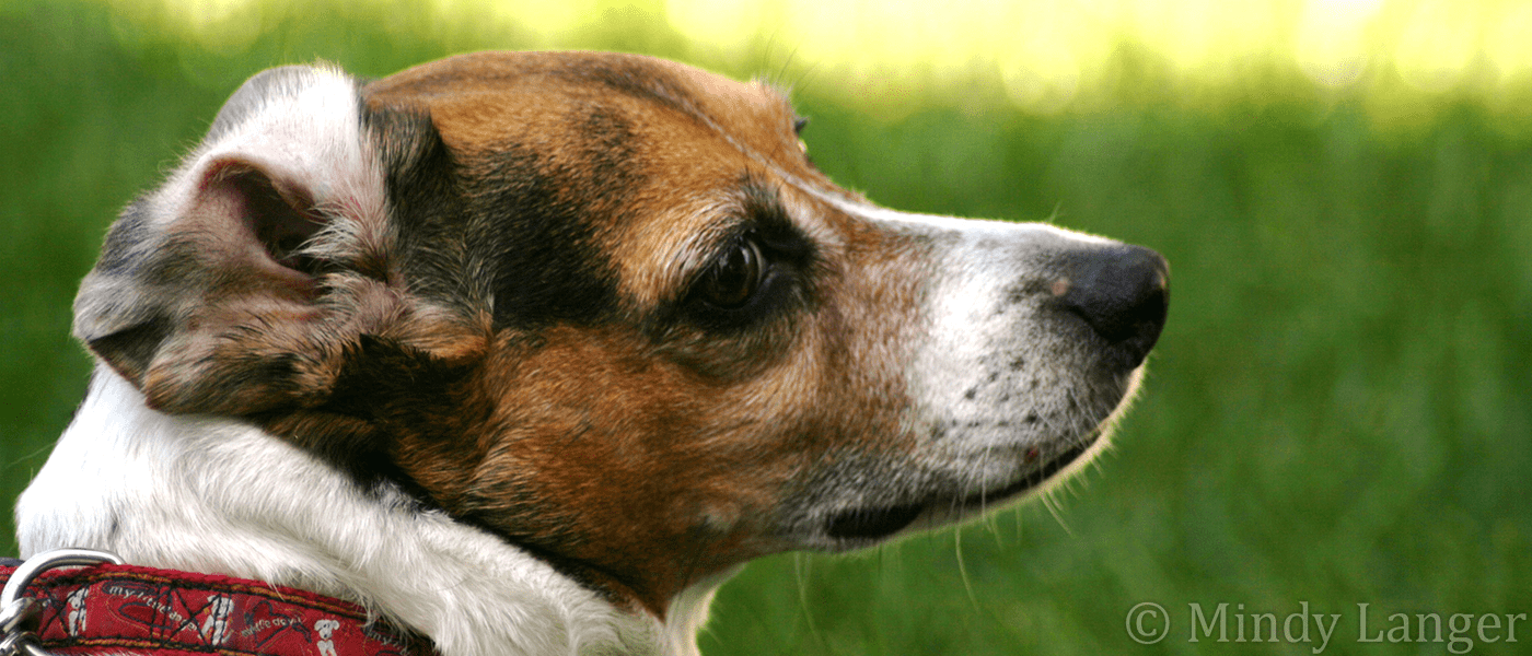 A brown and white dog with a red collar.
