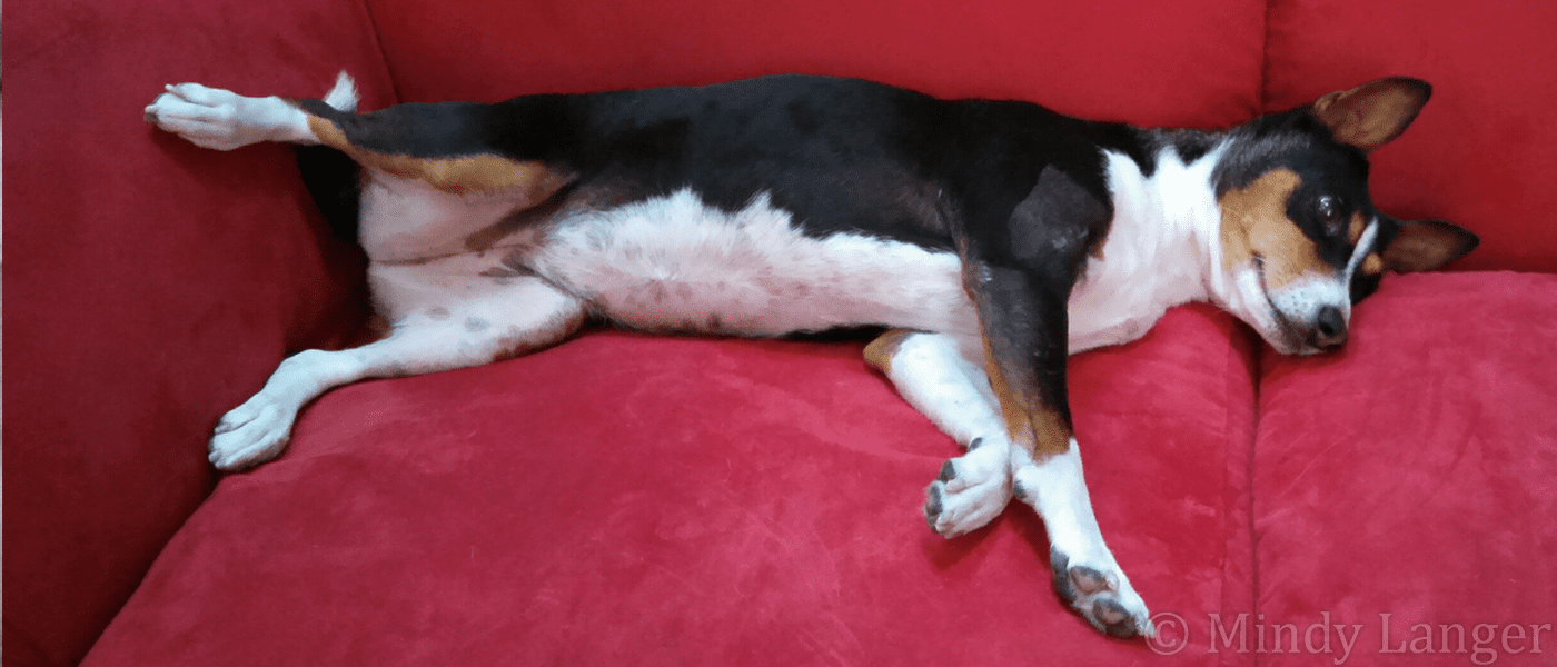A black and white dog laying on a red couch.