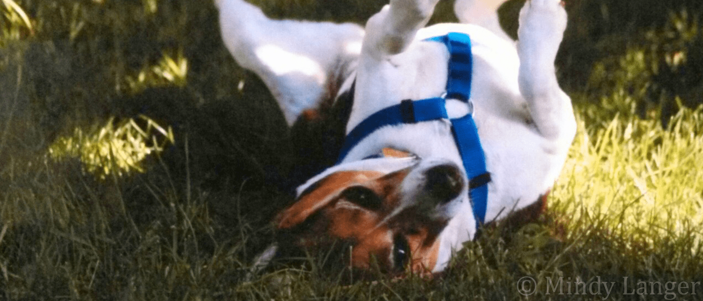 A beagle laying on its back in the grass.