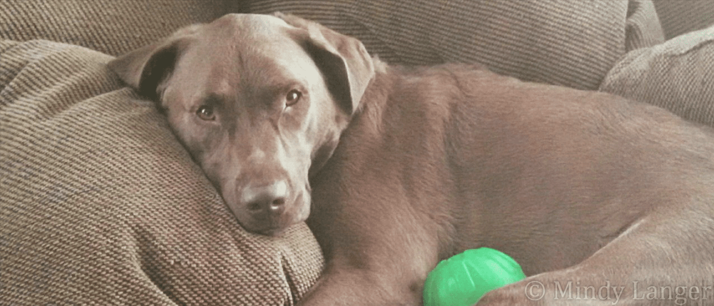 A brown dog laying on a couch with a green ball.