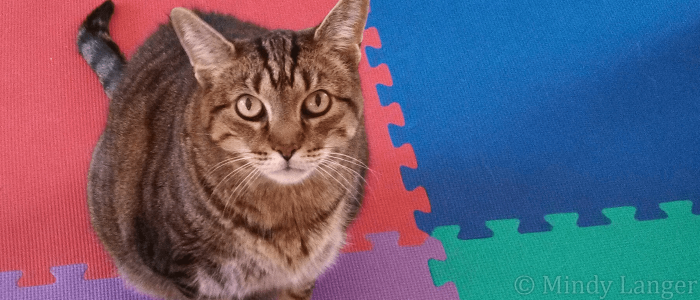 A tabby cat standing on a colorful mat.