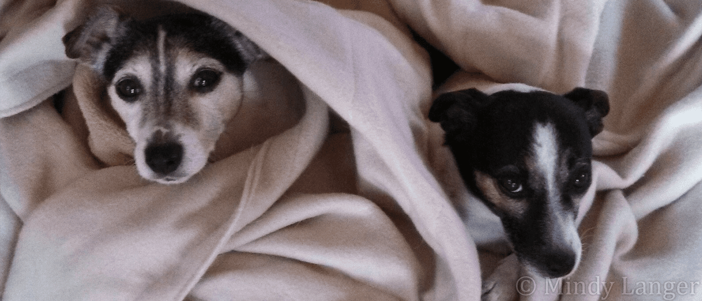 Two dogs laying under a blanket.