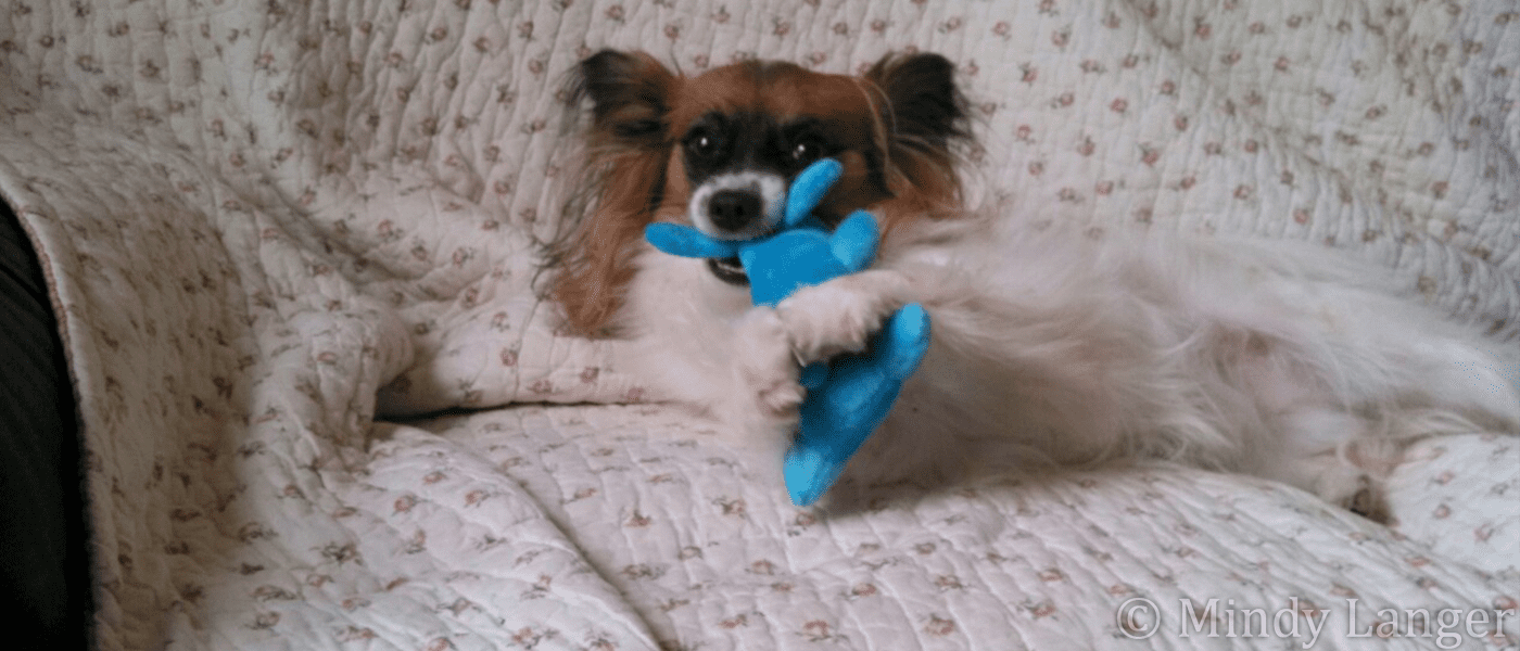 A brown and white dog playing with a blue toy.