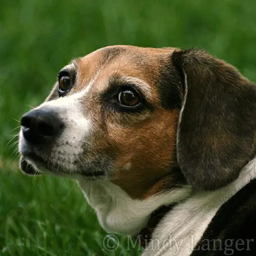 A beagle dog laying in the grass.