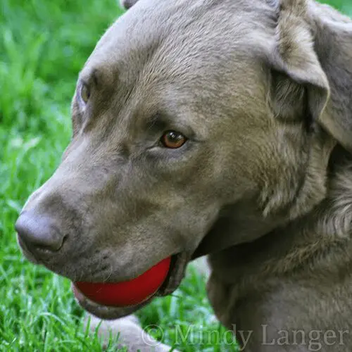 A dog with a red ball in its mouth.